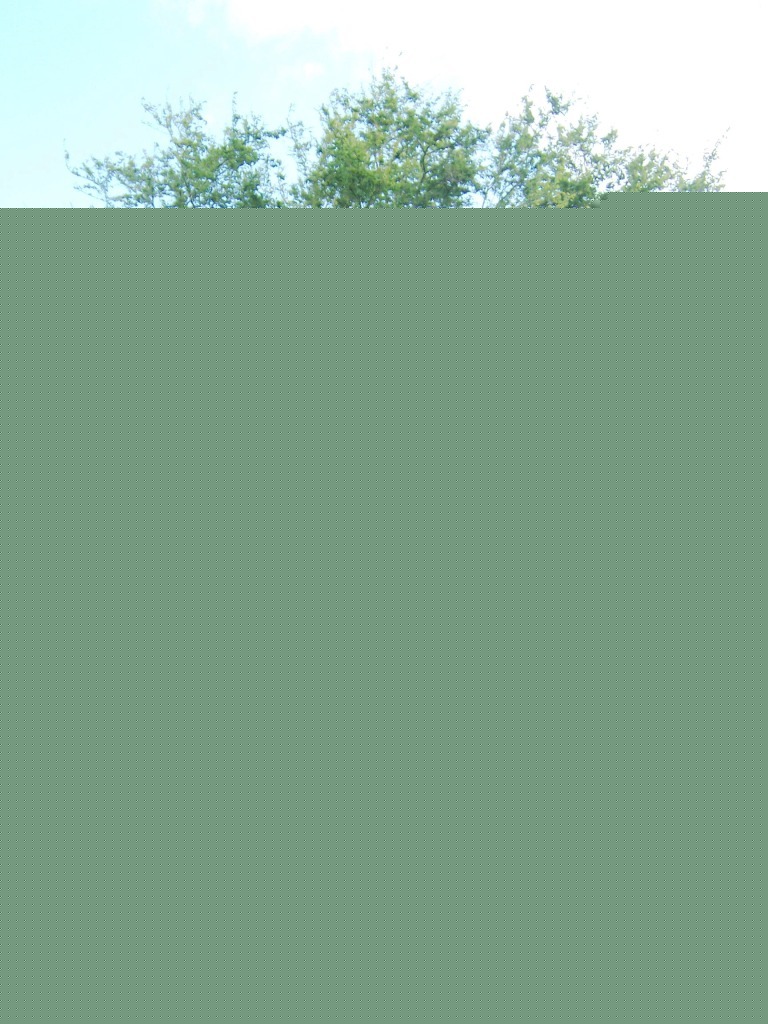 Pithecellobium dulce